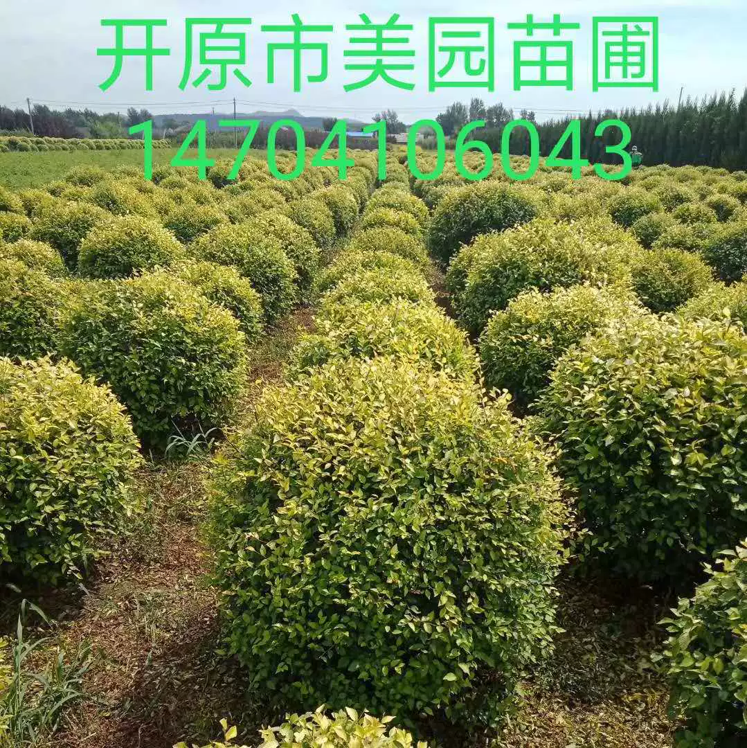 Цвет лист Дерево шар Золотой лист вяза шар Золотой лист форма вяза золото лист вяза цена хедж Золотой лист вяза Рассада оптом