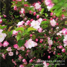 �@���������Ę��� �G���������~�Ԇ�ľ��ľ ¶��ͥԺ�����L����