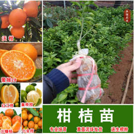 沃柑苗嫁接苗当年结庭院盆栽红江橙皇帝柑桔沙糖桔果树苗