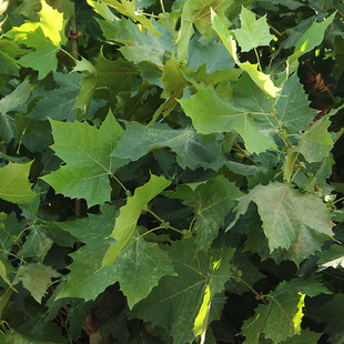 �е��G��������ͩ�� ���^ͥԺ�^�p��ͩ���� ��ؾG��������ͩ