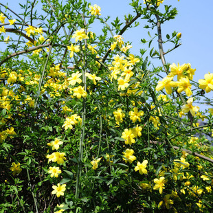 ͥԺ̨ԝؾGo¾Gֲ ֦ӭl