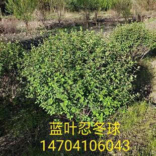 �{�~�̶��� �{�~�̶��G�h�� �{�~�̶�С��r�� �{�~�̶����l