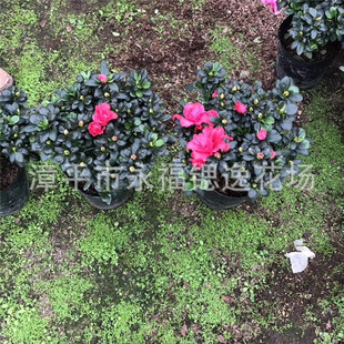 ������������֮�l  �����r���N�� 18��25���� ��ͨ�t���N��