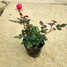 多色莲座状盆栽地被月季 基地批发钻石丰花欧月小袋苗植物