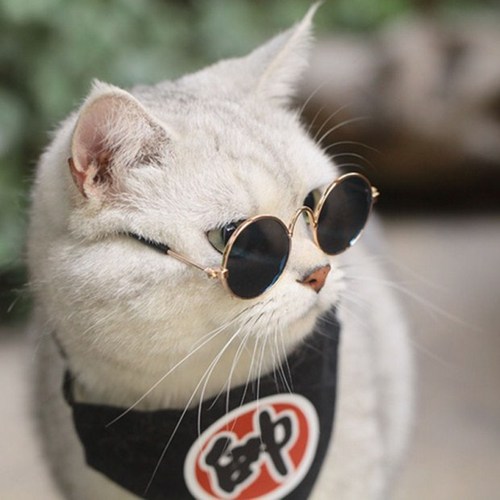 Pet Glasses Cat Supplies Creative Trendy Dog Pet Supplies New and Funny Funny Cat Sunglasses Wholesale