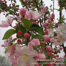 @Ę G~Ԇľľ ¶ͥԺL