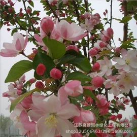 盆栽;乔木;灌木