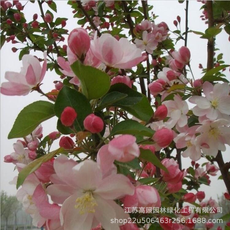 Garden Xifu Begonia sapling greening project deciduous trees seedlings open courtyard landscaping trees