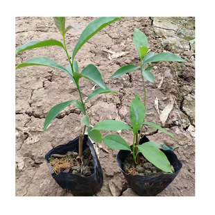 ���S���l�pɫ����  һ�곣�_�����x������ �ο��pɫ�������