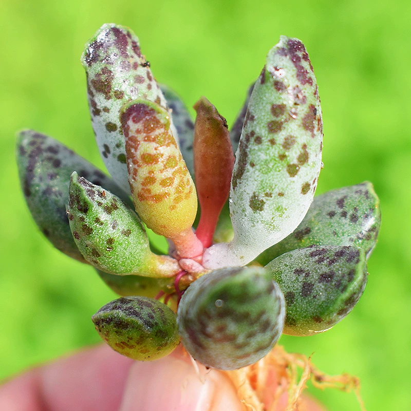 Суккуленты, тюлень 3-5см, пузыри, милые суккуленты в офисе