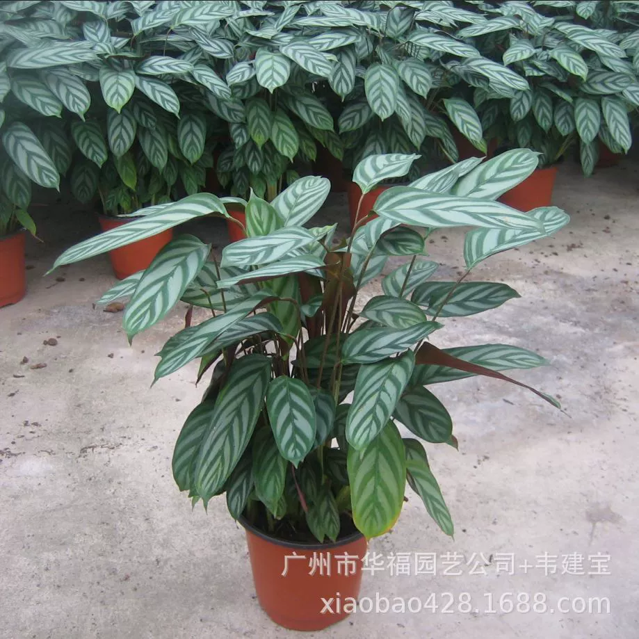 Источник базовой партии комнатных лиственных растений Новое летающее перо арроут 110 чашек мини-цветок маленькие горшечные растения