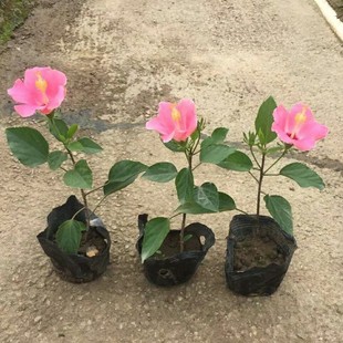 ���� �Ҽt��� 15-30cm��С�� �ۼtɫ��t�� ���ȷ�ɣ