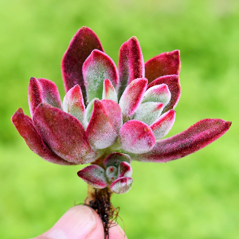 Суккулентные горшечные растения Jin Shui Xing оптом Цветочные цветочные комнатные настольные цветы Jin Shui Xing база отправленных зеленых растений