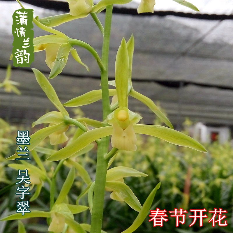 Молан Возрождение Lan Wu Ci Цветочные цветы Крытый бонсай Зеленый горшок для посадки Цветочный сезон Весенний фестиваль с бутоном