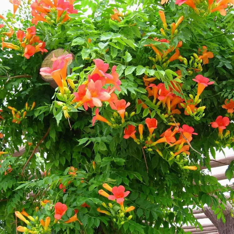 供应凌霄花苗 大花爬墙植物 庭院绿化爬藤花卉 各种园林绿化苗木