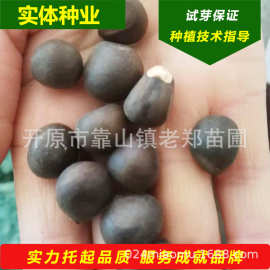 文冠果种子2026年批发文冠木净籽绿化景观树木种子多花文冠果种苗