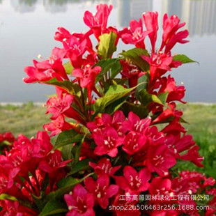 ¶�؈A���ξG����ľ ���~�Լt�����\��С�� �tɫϵ�ر�ɫ�K������