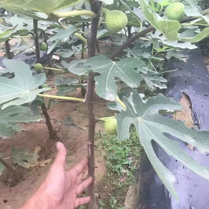 Инжир саженцы инжира саженцы южные северные горшечные растения балкон двор посадка плодовых саженцев