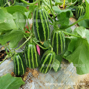 ��Ƥ��ϷN��ِ��9̖���������ϷN��/�N�� �߮a�ﶬ������