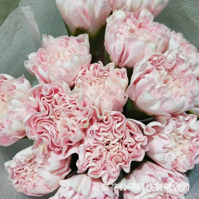 [Гвоздика] Куньмин цветы оптом Одиночная Гвоздика база ко Дню матери свежесрезанные цветы оптом 20 палочек/галстук