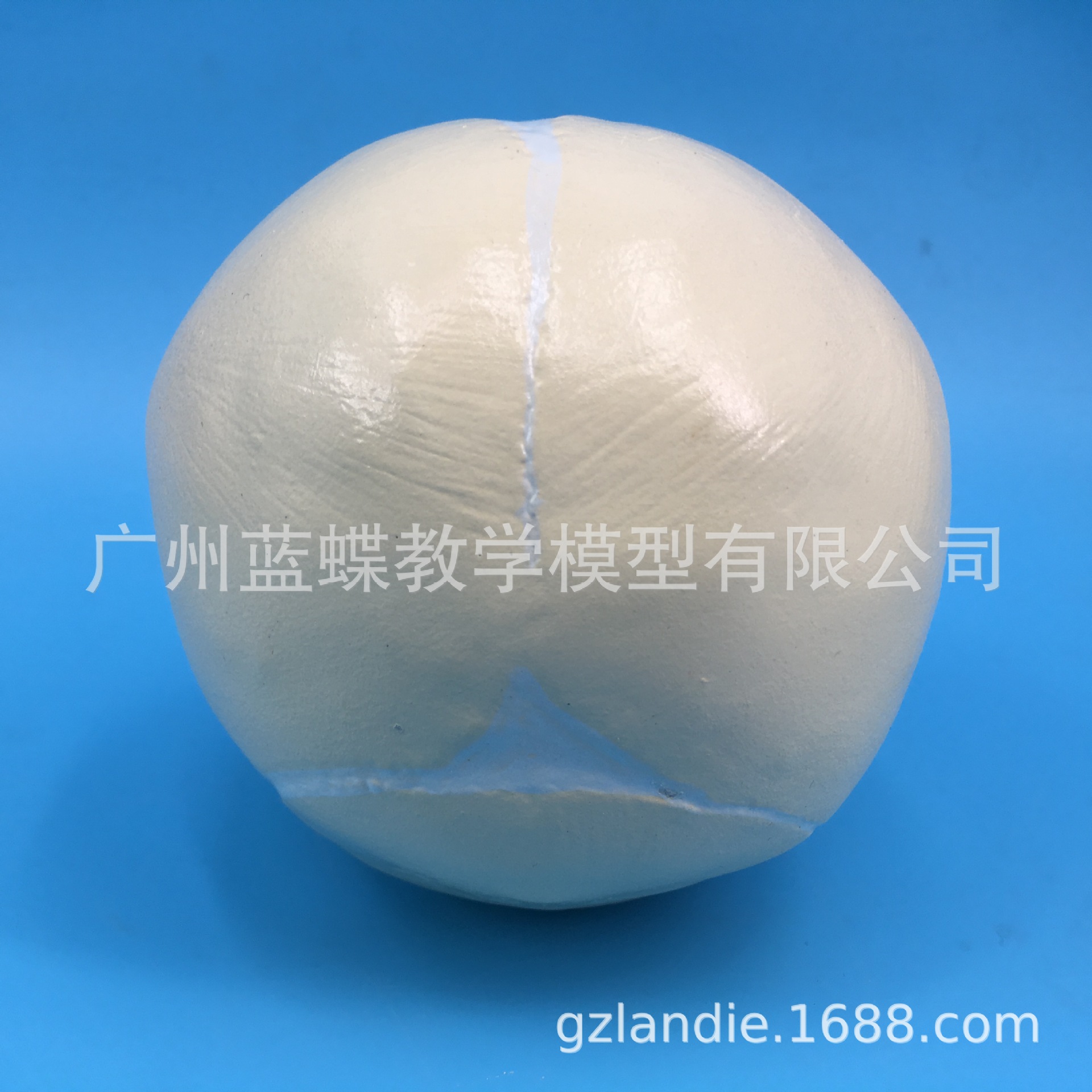 ������ͷ­����̬ģ�� ̥��ͷ�� ����ģ�� ����ͷ�� Ӥ��ͷ��ģ��