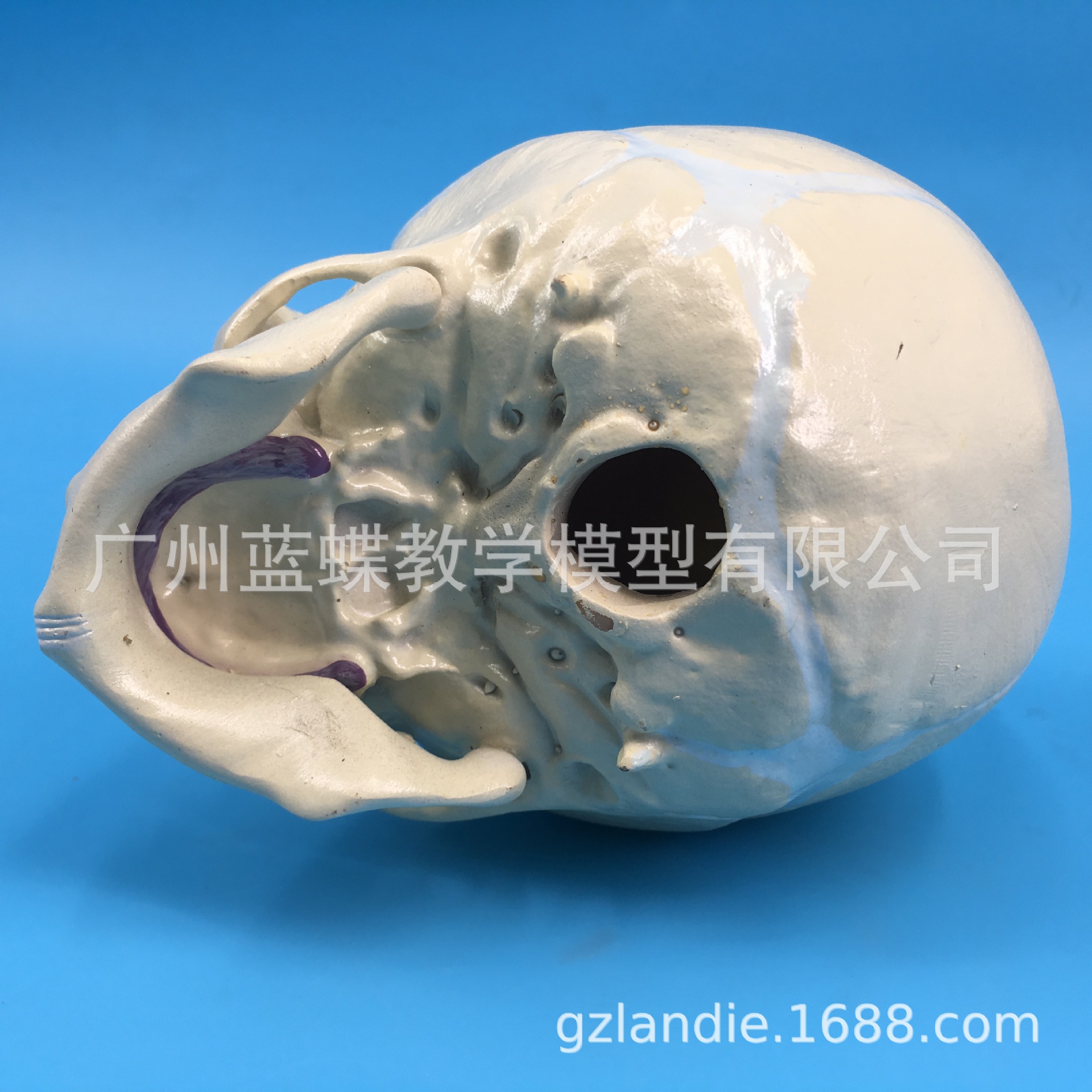 ������ͷ­����̬ģ�� ̥��ͷ�� ����ģ�� ����ͷ�� Ӥ��ͷ��ģ��