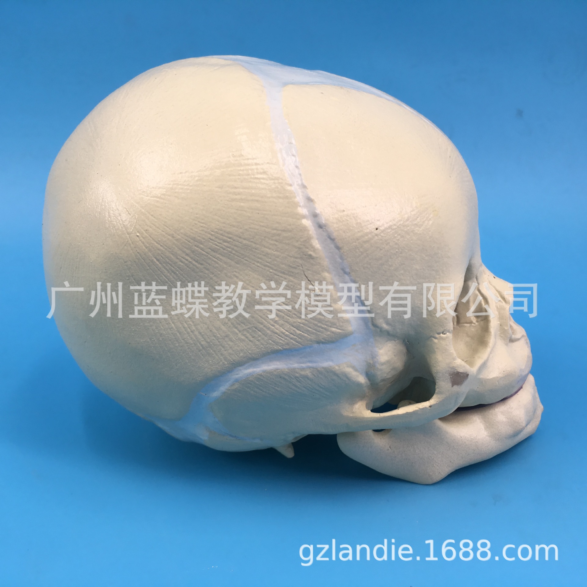 ������ͷ­����̬ģ�� ̥��ͷ�� ����ģ�� ����ͷ�� Ӥ��ͷ��ģ��