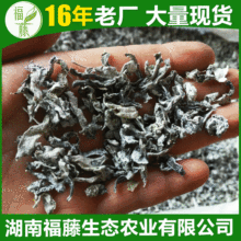 现货批发福藤嫩叶藤茶 35斤/包莓茶苦甘嫩叶少梗无沫