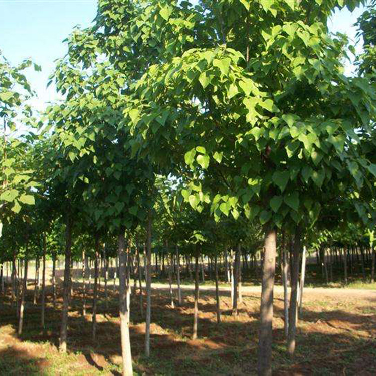 基地直销优质楸树 楸树树苗批发 工程绿化苗木 四季常青 规格齐全