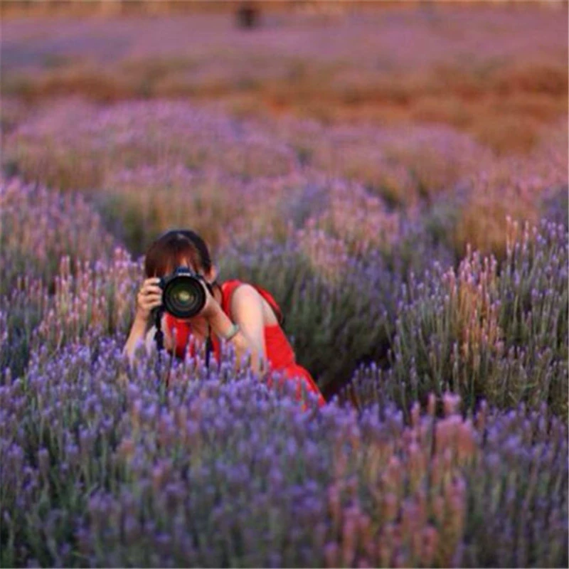 Семена лаванды легко посеять в четыре сезона Цветочное море Прованса для создания семян Весна и осень Семена цветов лаванды Бесплатная доставка