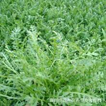 �������l���N�ۻ��ܷN��ǧ�~��ݼ�ͥ�@���^�pֲ�����l