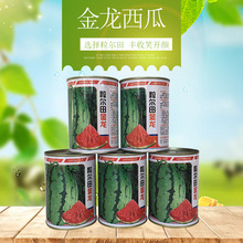 抗重茬金花西瓜种子 大果型花皮椭圆双红瓤粒尔田金龙西瓜种籽