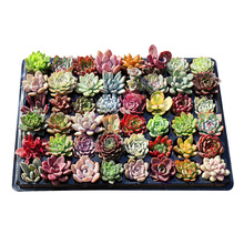 多肉植物批发 多肉花卉组合盆栽大肉肉植物 室内盆栽 基地直发