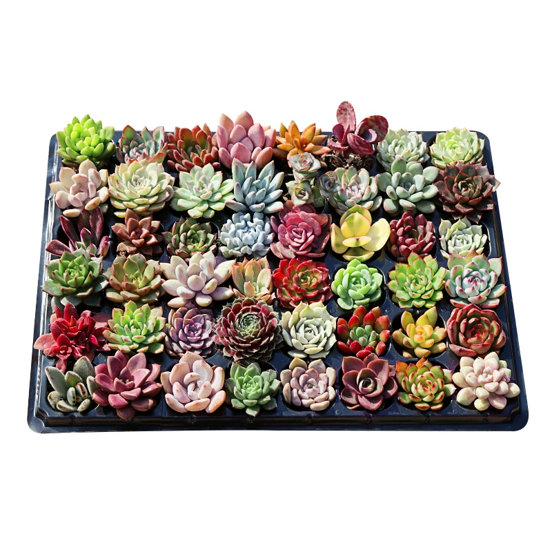 Сочные растения оптом Сочетание суккулентов в горшке Большое мясное растение Крытая база в горшке Прямые волосы