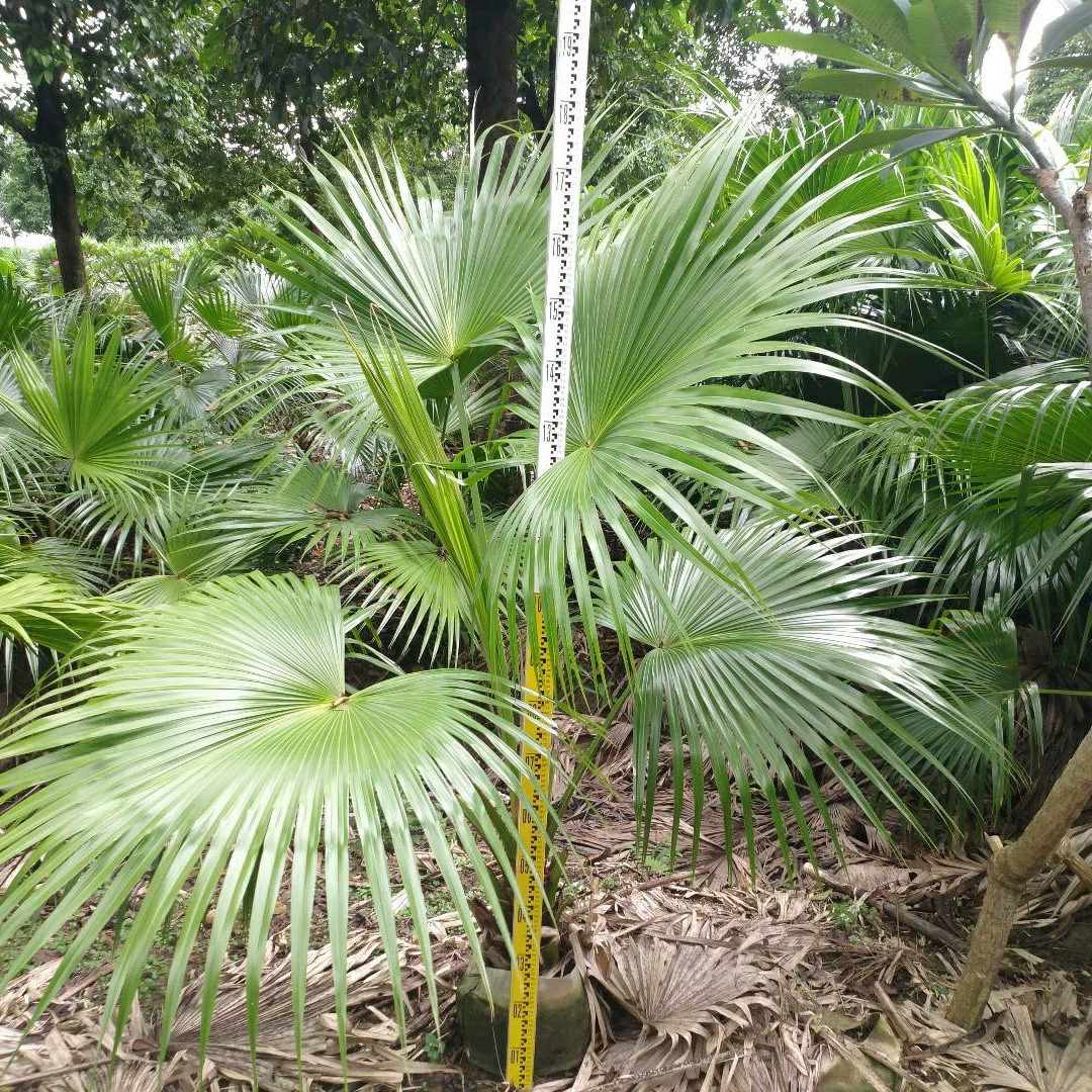 903 оптовая продажа подсолнуха 1,5-2 метра мешок саженцы пальмы