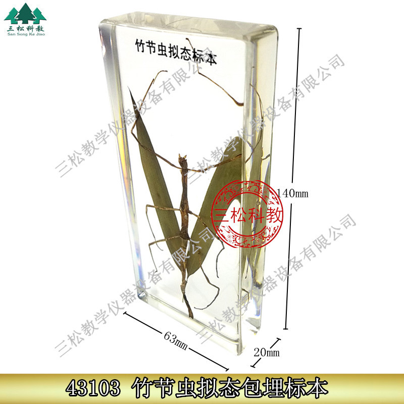 竹节虫拟态包埋标本 昆虫标本 动植物学生生物教学教具人工琥珀