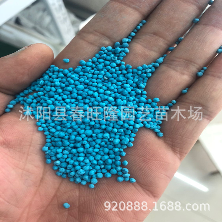 新采新采马蹄金种子 铜钱草 水生植物马蹄金  马蹄金别名金钱草