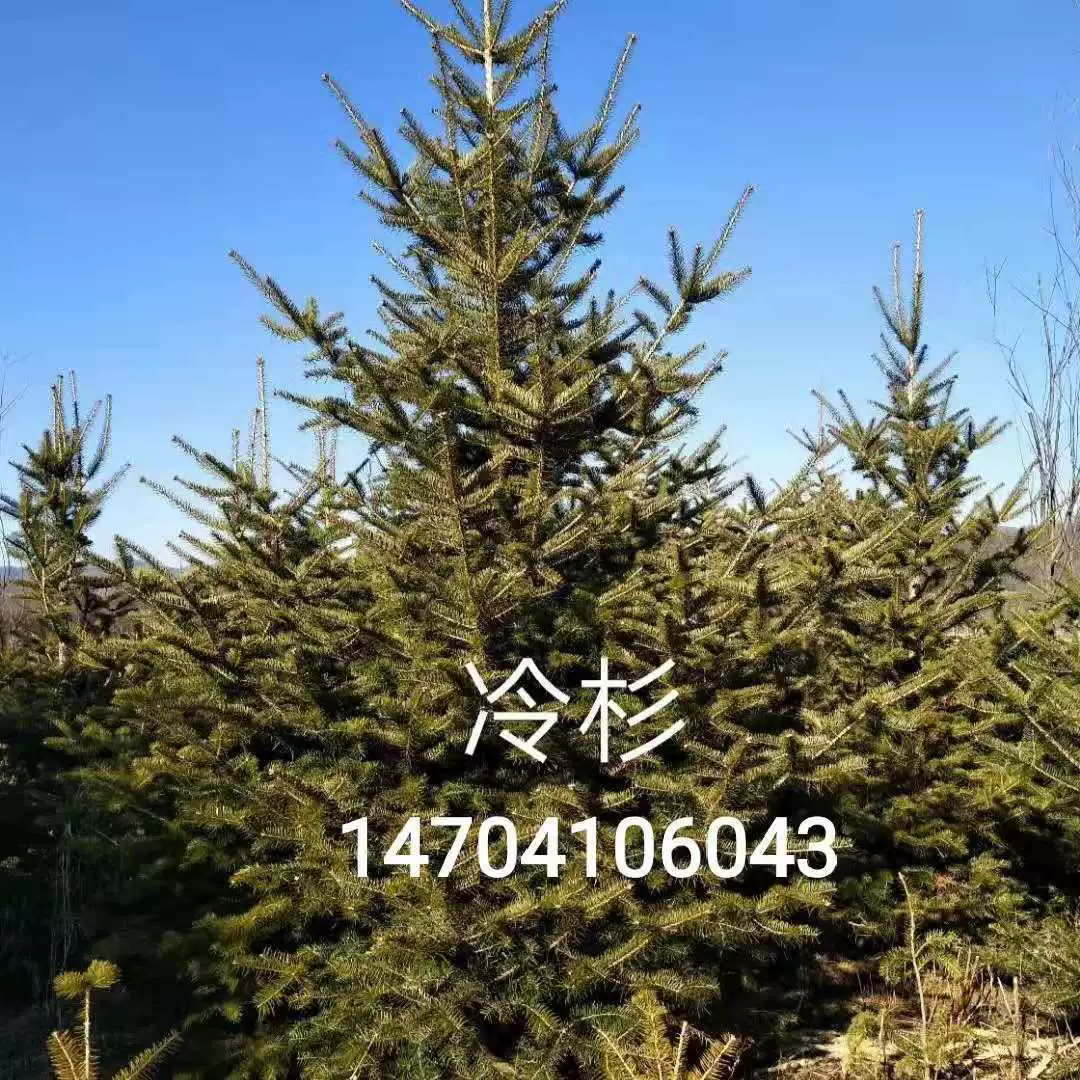 Северо-восточная база рекламной продукции хорошая Ель 1-10 метров пихты саженцы пихты оптом цена пихты уступки