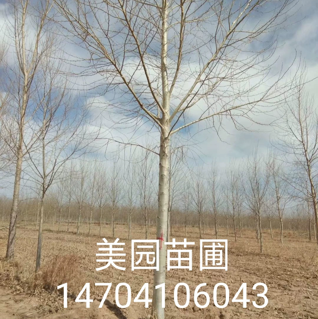 База продает новые сорта тополя, яшмы, тополя, тополя Синьцзян, красивая форма дерева, полные спецификации, ценовые уступки