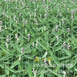 乔木;灌木;水生植物