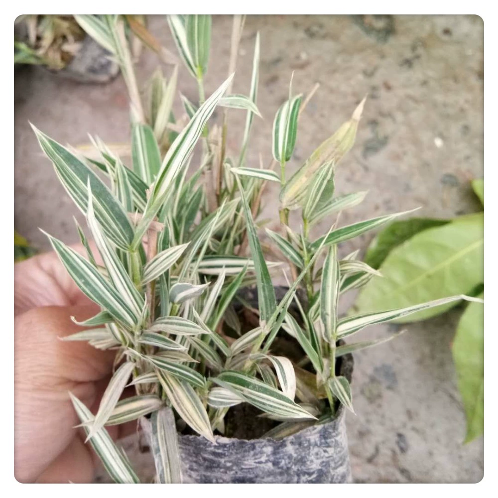 Phyllostachys pubescens кустарники цветы водные растения озеленение Phyllostachys pubescens маленькая чашка