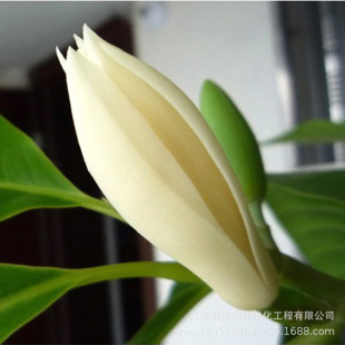 ¶�����~�԰��m������ �S���m�޽Ӱ��m���� ¶���S�m���Ե�����