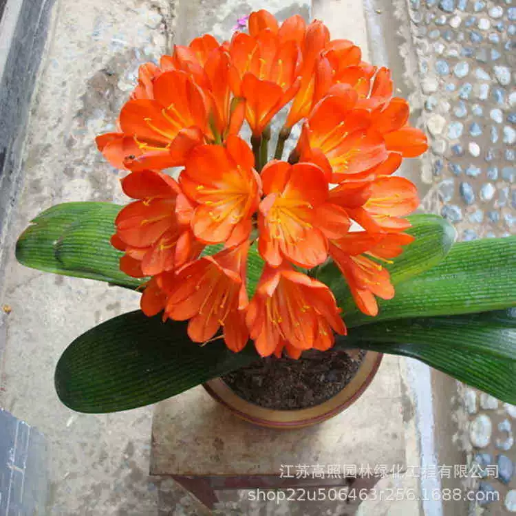 Кливия саженцы в горшках комнатные растения цветы нейтральный срезанный цветочный материал Кливия