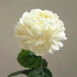 盆栽;乔木;花盆容器