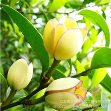 Цԝ㻨҃ͥԺ̨ļڻ͏dͺLGֲ