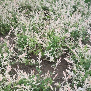 ���~��� ����ֱ�N ���~����� ����ͥԺ��ľ �ͺ��ͺ� Ҏ���Rȫ