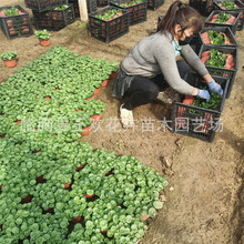 �������l�Gɫˮ��ֲ���㹽�� ˮ��ֲ���~�X�����Ի��� ˮ�w�G��