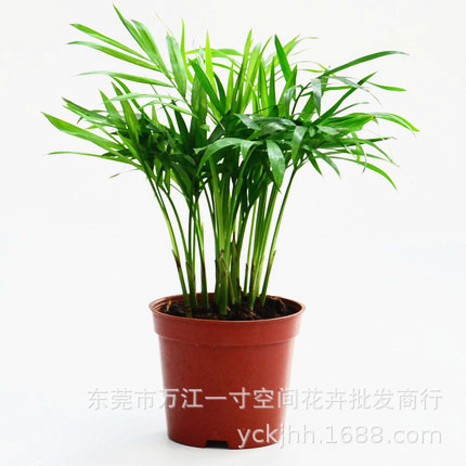 室内创意绿植花卉盆栽 常绿植物 微景观背景植物 袖珍椰子A80盆