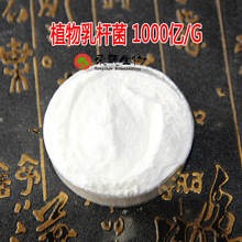 植物乳杆菌100亿-1000亿cfu/g 冻干型乳酸菌 活性菌粉 荣甄供应