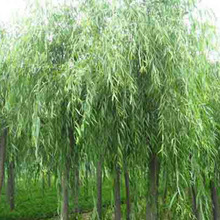 ֱNƤ ƤС еLGľ ҎRȫ